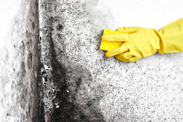 Best Black Mold Remediation in Dover, NH