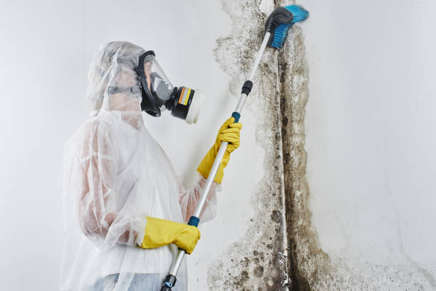 Best Health and Safety Mold Remediation in Dover, NH