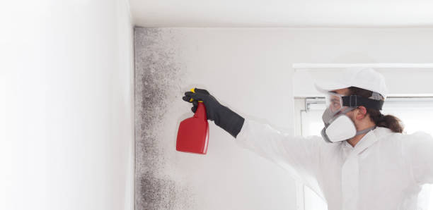 Best Industrial Mold Remediation in Dover, NH