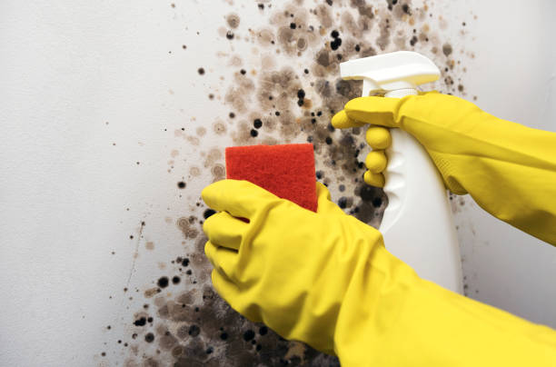 Best Residential Mold Remediation in Dover, NH