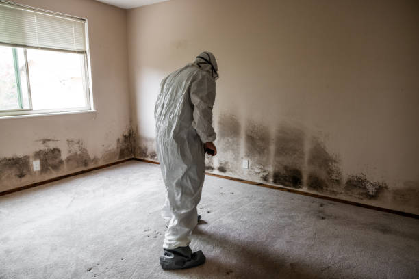 Best Mold Remediation for Specific Building Types in Dover, NH