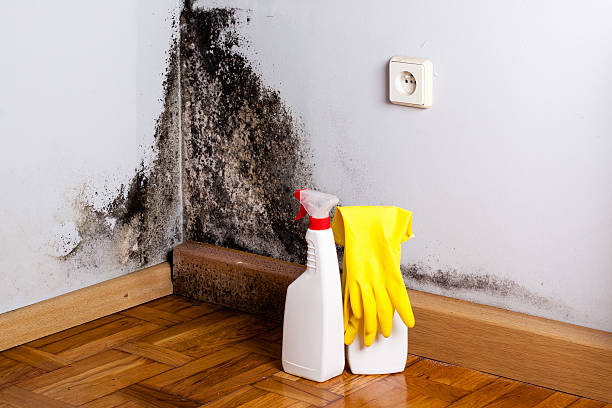 Trusted Dover, NH Mold Remediation Experts