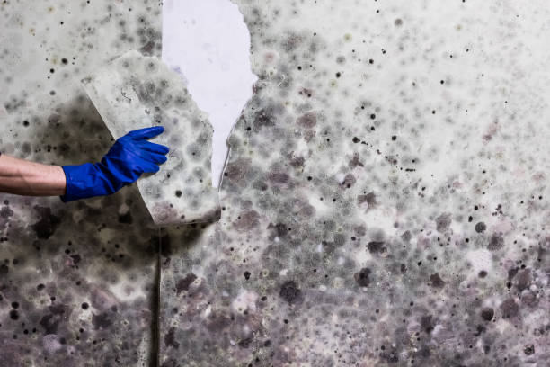 Best Mold Testing and Inspection Services in Dover, NH
