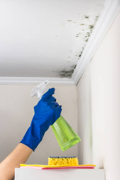 Best Industrial Mold Remediation in Dover, NH