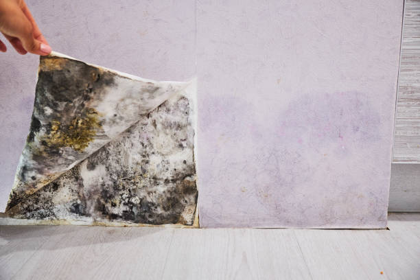 Best Mold Remediation for Specific Building Types in Dover, NH